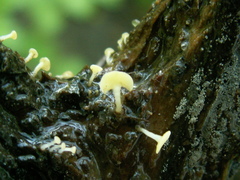 Hymenoscyphus vernus