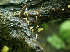 Hymenoscyphus vernus