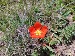 Hypseocharis pimpinellifolia
