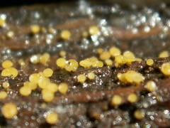 Hymenoscyphus vernus