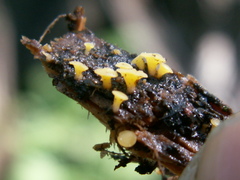Hymenoscyphus vernus