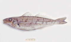 Sillago maculata