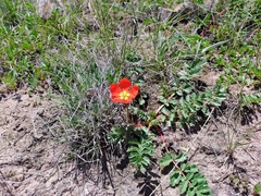 Hypseocharis pimpinellifolia