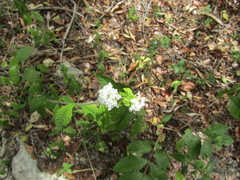Lantana radula