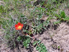 Hypseocharis pimpinellifolia