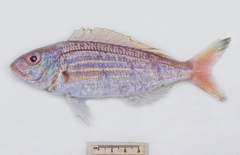 Nemipterus theodorei