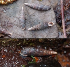 Macrogastra ventricosa