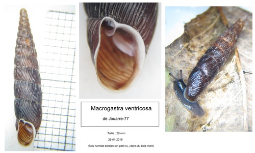 Macrogastra ventricosa