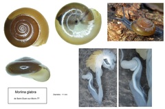 Morlina glabra