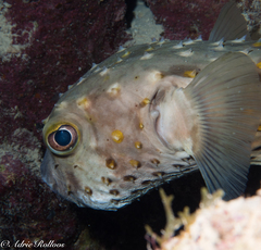 Cyclichthys spilostylus