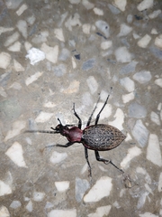 Carabus nankotaizanus