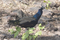 Pavo cristatus