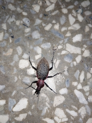Carabus nankotaizanus