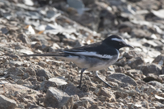 Motacilla maderaspatensis