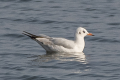 Chroicocephalus ridibundus