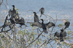 Phalacrocorax fuscicollis