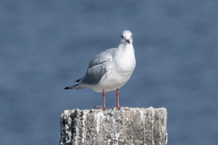 Chroicocephalus ridibundus