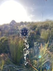 Caerostris corticosa