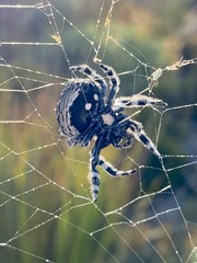 Caerostris corticosa