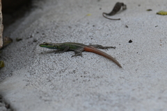 Platysaurus intermedius