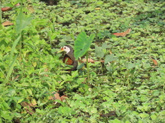 Amaurornis phoenicurus