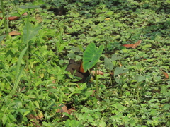 Amaurornis phoenicurus