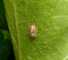 Megafreya sutrix