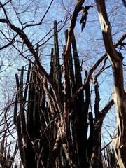 Pachycereus pecten-aboriginum