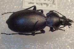 Carabus punctatus