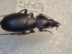 Carabus punctatus