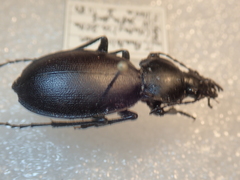 Carabus punctatus