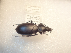 Carabus punctatus