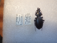 Carabus punctatus