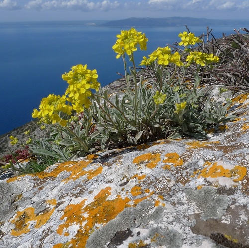 taričník (Aurinia)