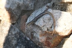 Platysaurus intermedius