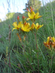 Hypericum linarioides