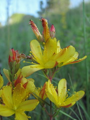 Hypericum linarioides
