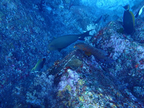 Coral Grouper (Cephalopholis miniata)