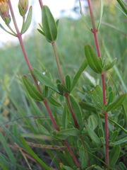 Hypericum linarioides