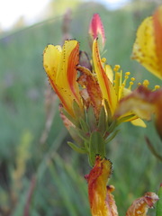 Hypericum linarioides