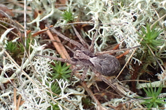 Alopecosa inquilina