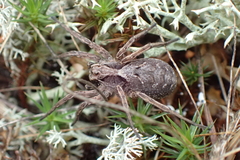 Alopecosa inquilina