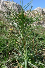 Asphodeline lutea