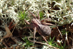 Alopecosa inquilina