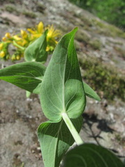 Hypericum montbretii