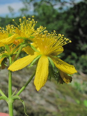 Hypericum montbretii