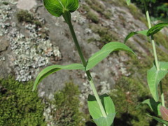 Hypericum montbretii