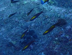 Pterocaesio randalli