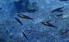 Pterocaesio randalli