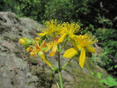Hypericum montbretii